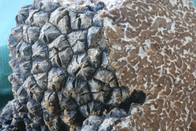 Tuber aestivum